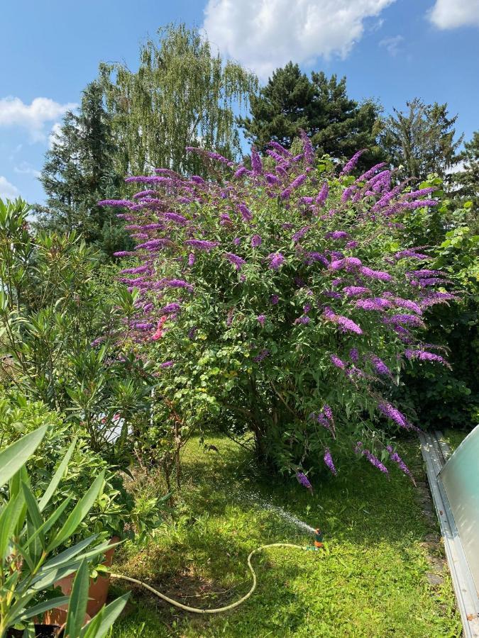 Blaues Haus Apartman Niederdorfelden Kültér fotó
